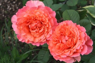 Роза френези