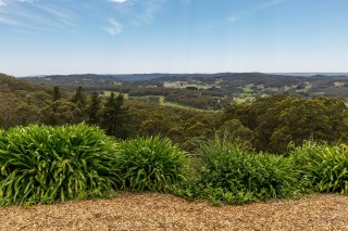 Растения жестколистных вечнозеленых лесов австралии