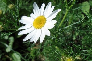 Дикорастущие растения у дома