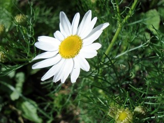 Дикорастущие растения у дома