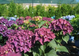 Гортензия грандмонт