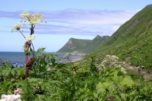 Растительный мир сахалина