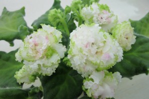 Фиалка румяная весна