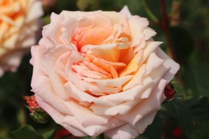 Роза барокко
