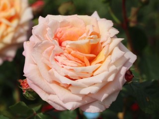 Роза барокко
