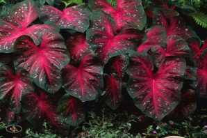 Комнатные цветы с красивыми листьями