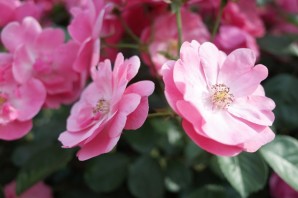 Роза принцесса каори