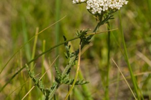 Дикорастущие травы урала