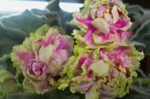 Фиалка сестра королевы