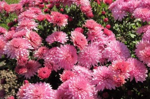 Хризантема однолетняя