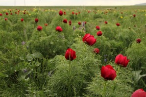 Лохмачи цветы