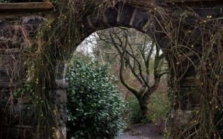 Заброшенный кустарник