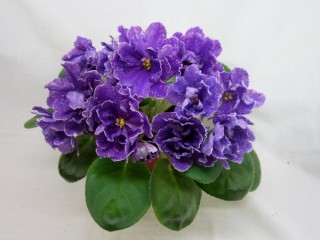 Фиалка ледяной дождь