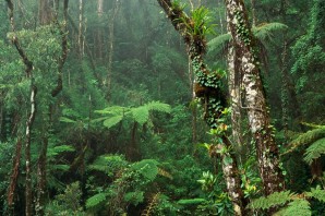 Растения переменно влажных лесов северной америки