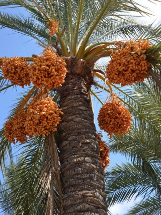 Желтый продолговатый плод пальмы