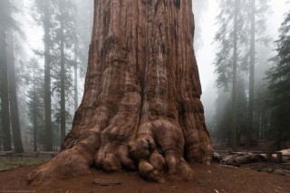 Самое большое дерево на земле