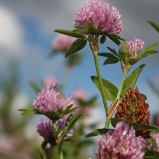 Клевер кашка