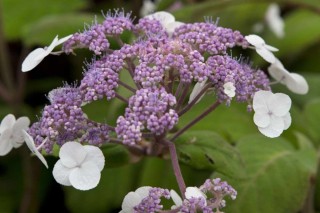 Гортензия саржента