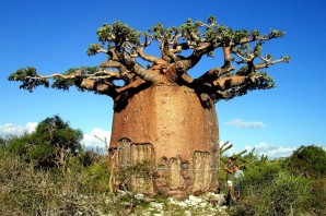 Самое толстое дерево в африке