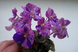 Фиалка курага