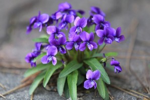 Маленькие фиолетовые весенние цветы