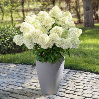 Гортензия метельчатая вайт лайт