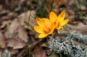 Крымские весенние первоцветы