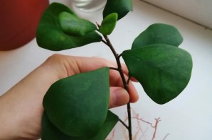 Фикус грин дрим