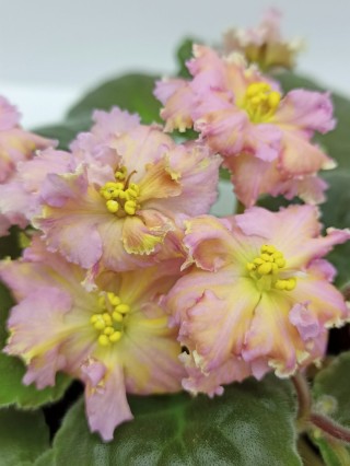 Фиалка золотая рыбка