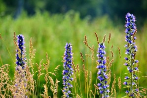 Многолетняя луговая трава с синими цветками