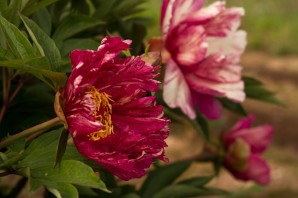 Пион андерсонс калейдоскоп