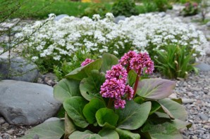 Цветы бадан