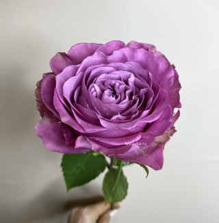 Роза квин краун