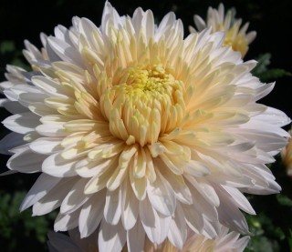 Хризантема коконат