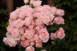 Белла линда роза