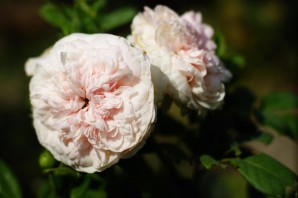 Роза флорибунда эйри зефир