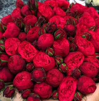 Красные пионы букет