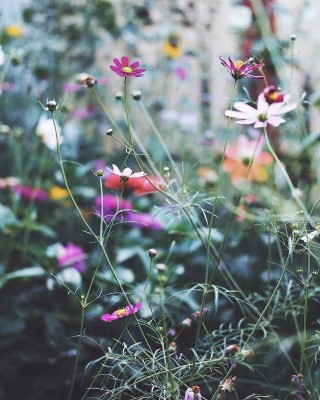 Луговой цветок