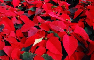 Цветы с красными листьями