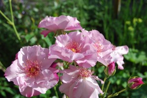 Роза одиссей