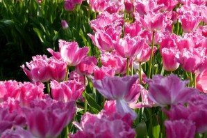 Кустовые тюльпаны