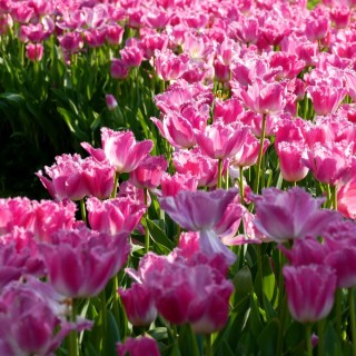 Кустовые тюльпаны
