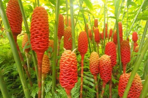 Цветы имбиря