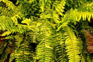 Папоротник тигр