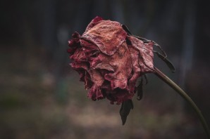 Увядающая роза