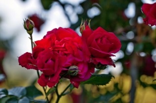 Симпати роза