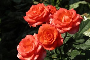 Роза миниатюрная алегрия