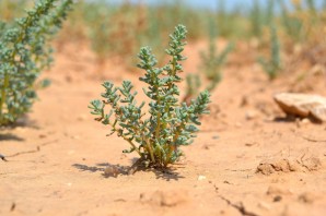 Солянка растение пустыни