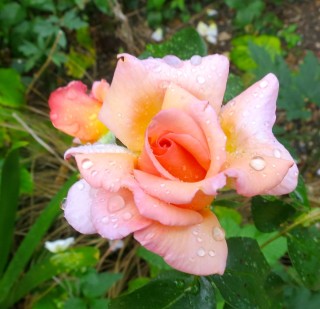 Роза компешн