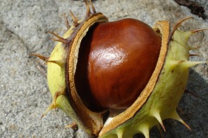 Плоды каштана